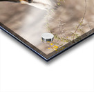 Springbok 3 Acrylic print