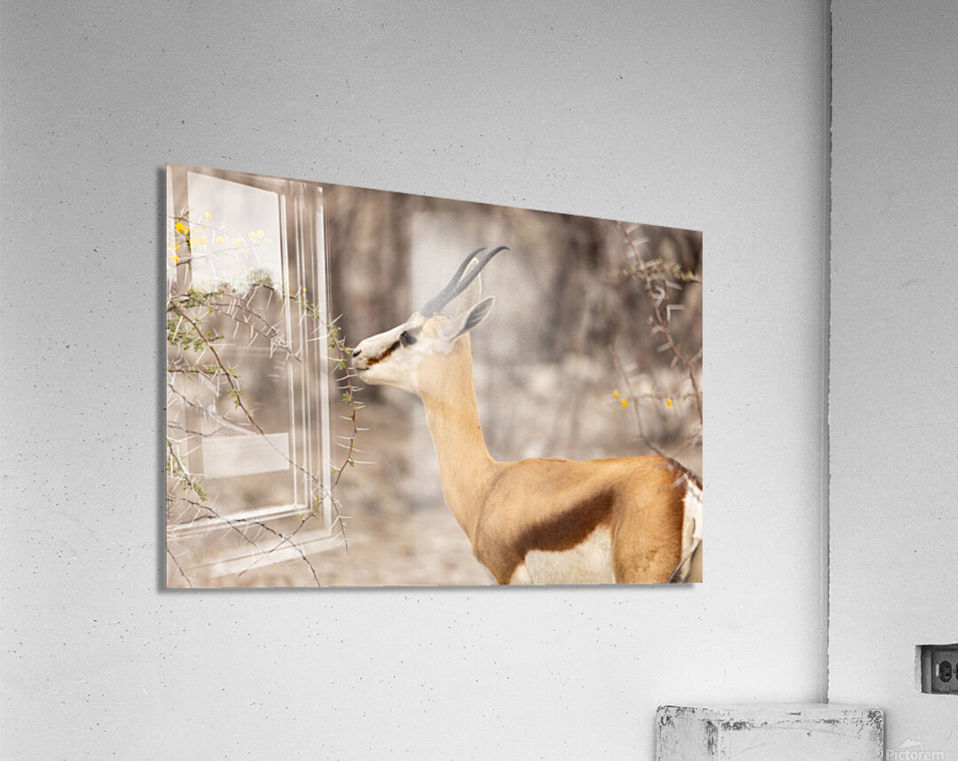 Springbok 3 Acrylic Print
