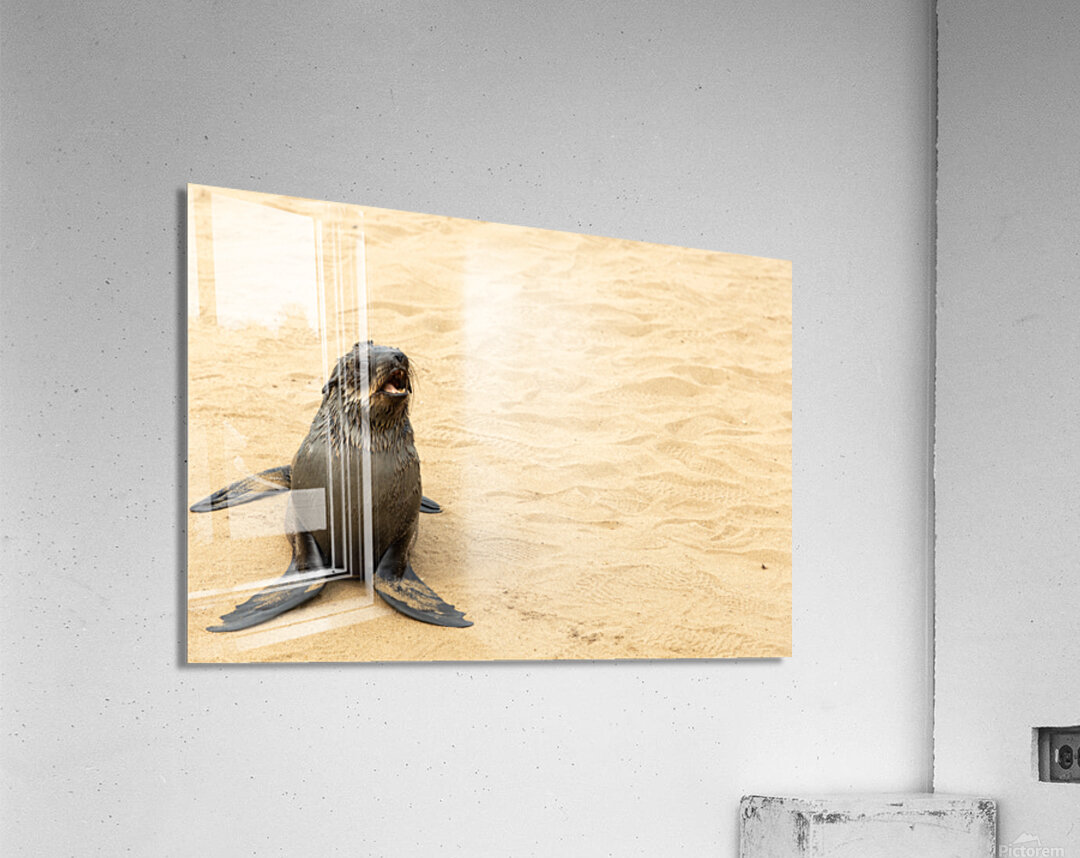 Cape Cross Seal 3 Acrylic Print