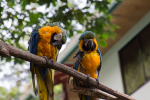 Macaws 1