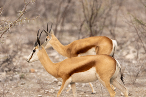 Springbok 2