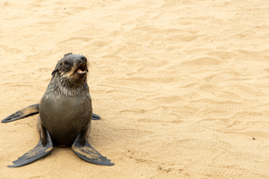 Cape Cross Seal 3