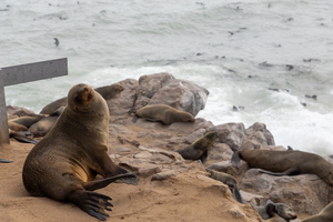 Cape Cross Seal 2