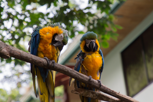 Macaws 1 Print