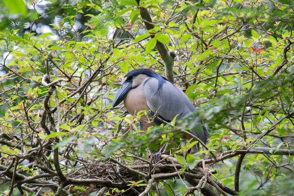 Boat-Billed Heron 1 Print