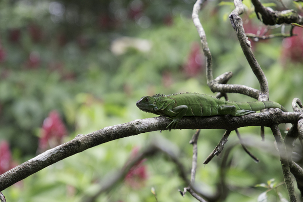 Green Iguana 1 Print