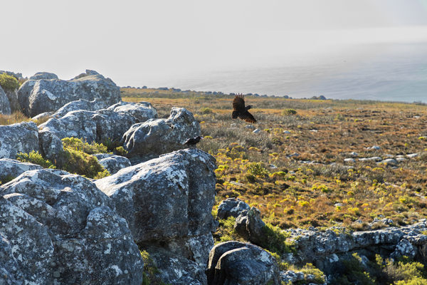 Table Mountain 1 Print