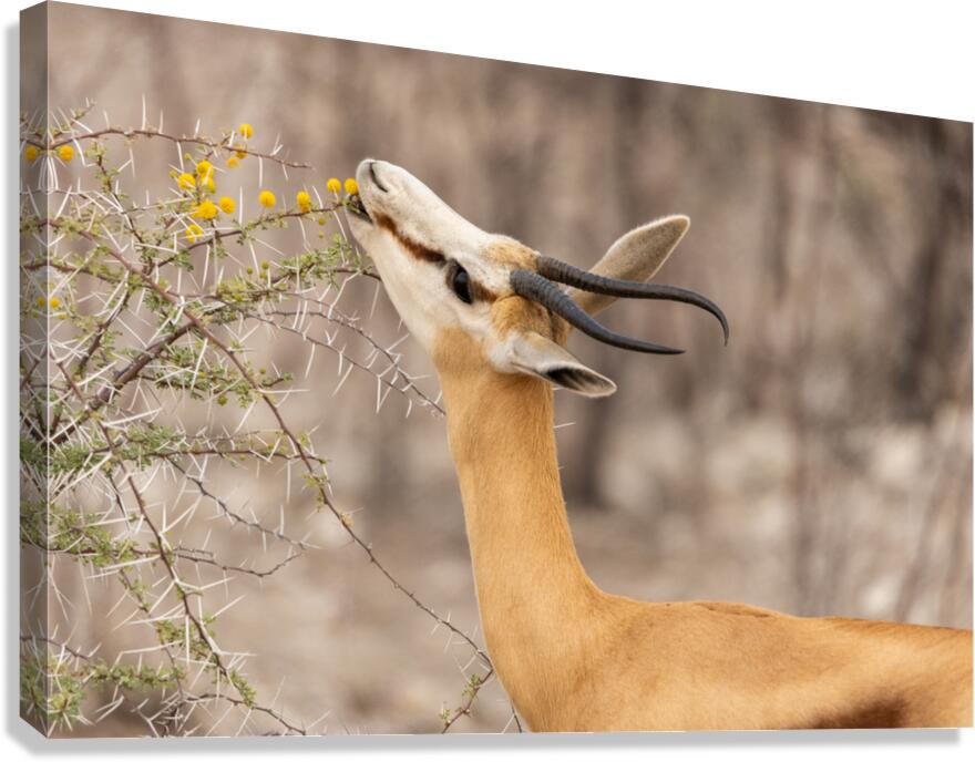 Springbok 1 Canvas Print