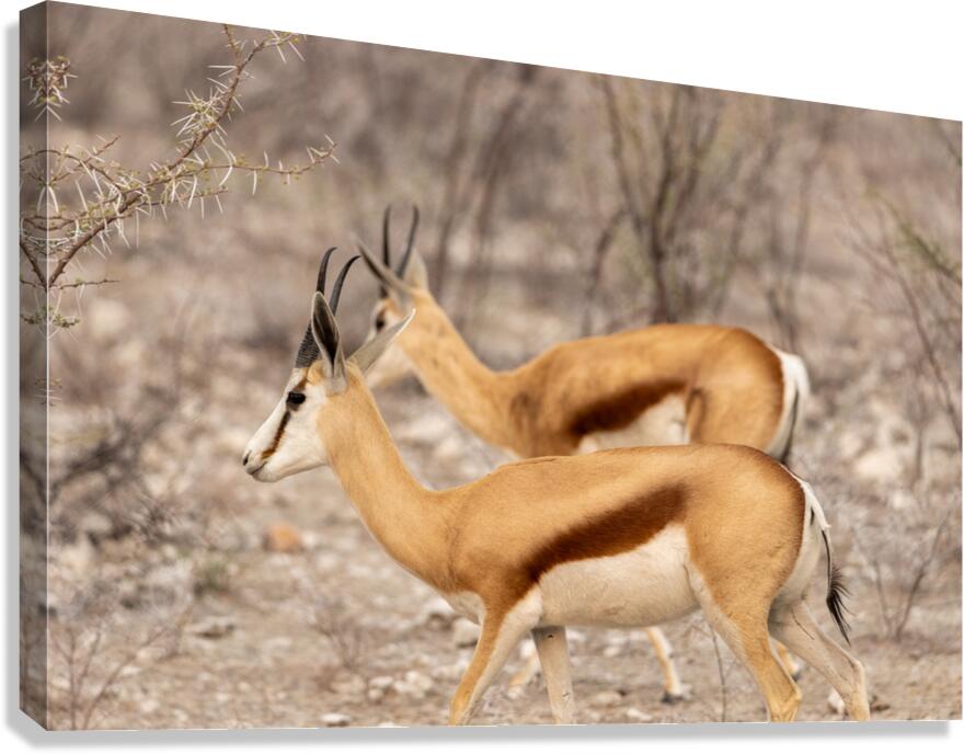 Springbok 2 Canvas Print