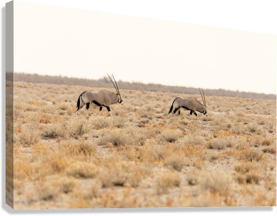 Oryx 1 Canvas Print