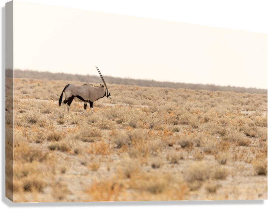 Oryx 2 Canvas Print