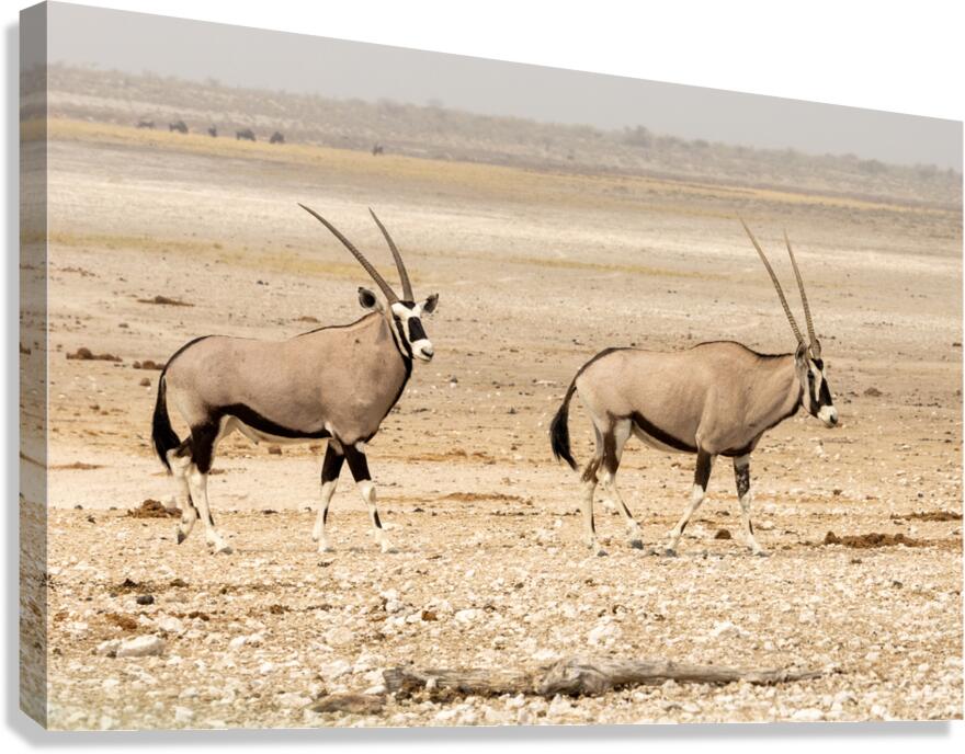Oryx 3 Canvas Print