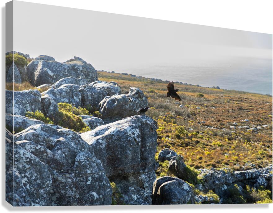 Table Mountain 1 Canvas Print