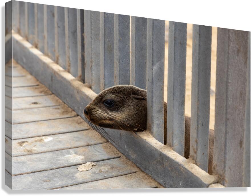 Cape Cross Seal 1 Canvas Print