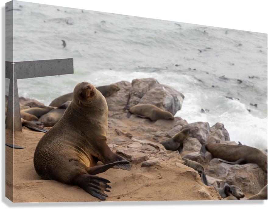 Cape Cross Seal 2 Canvas Print
