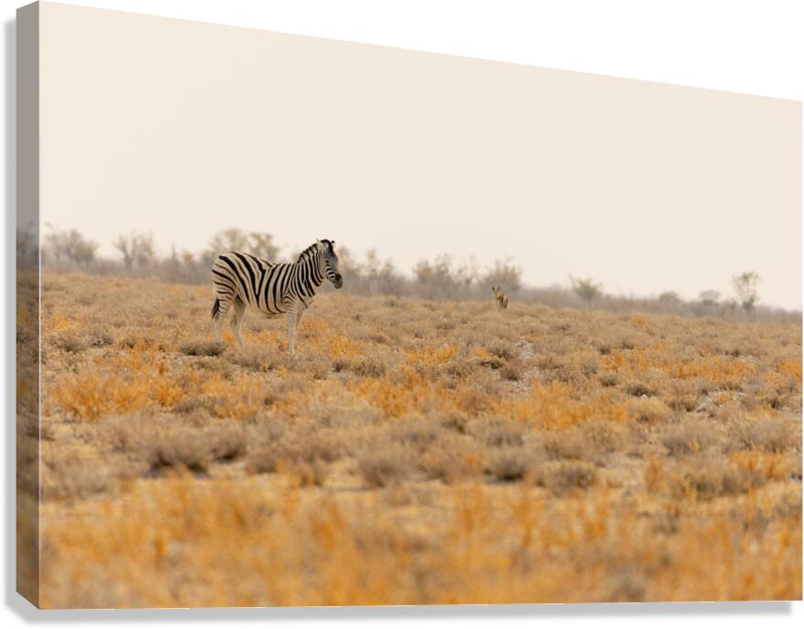 Zebra 1 Canvas Print