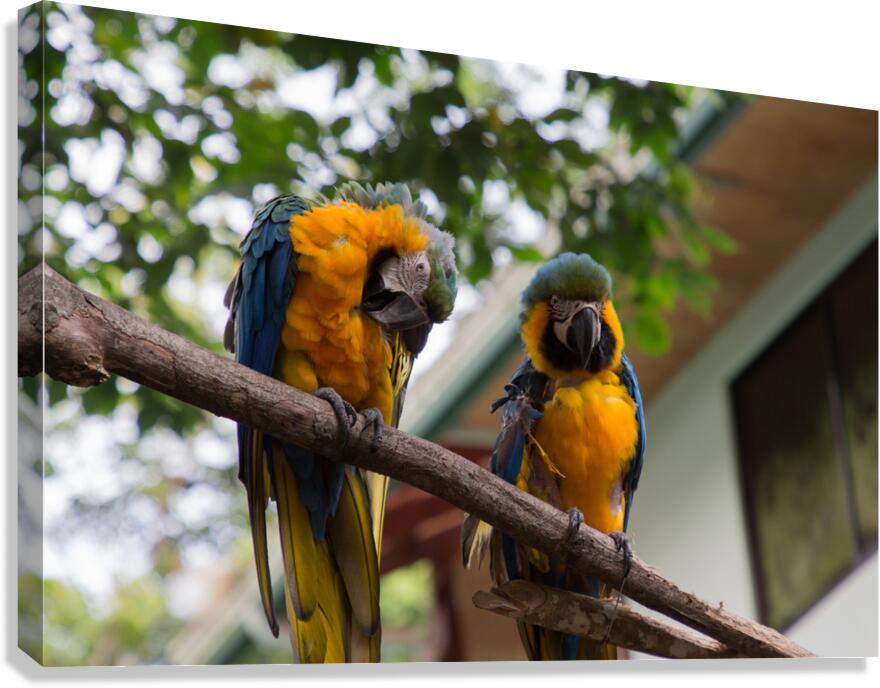 Macaws 1 Canvas Print