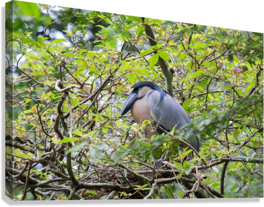 Boat-Billed Heron 1 Canvas Print
