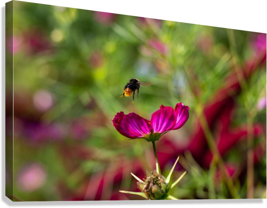 Bee & Flower 1 Canvas Print