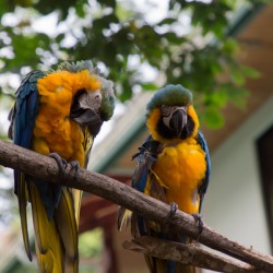 Macaws 1