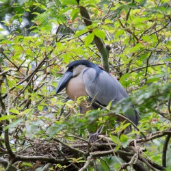 Boat-Billed Heron 1