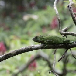 Green Iguana 1