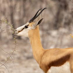Springbok 3