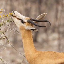 Springbok 1