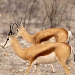 Springbok 2
