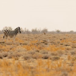 Zebra 1