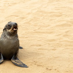 Cape Cross Seal 3