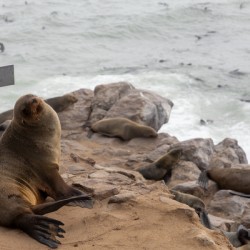 Cape Cross Seal 2