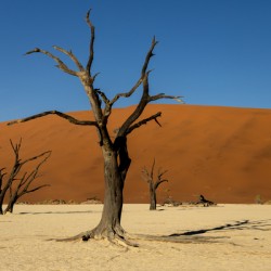 Deadvlei 2
