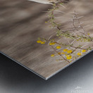 Springbok 3 Metal print