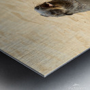 Cape Cross Seal 3 Metal print