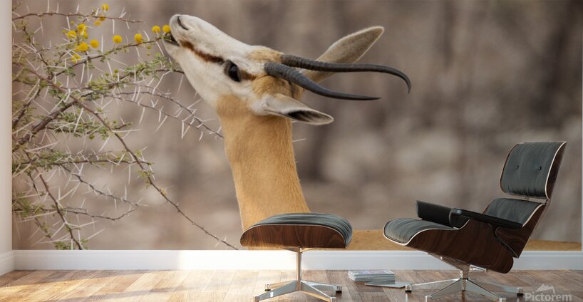 Springbok 1 Wall Murals