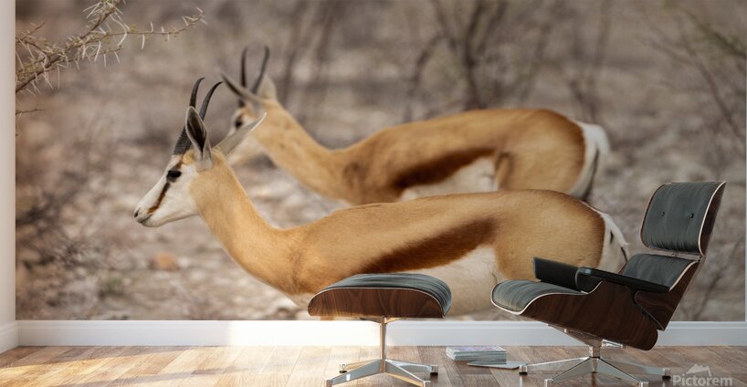 Springbok 2 Wall Murals
