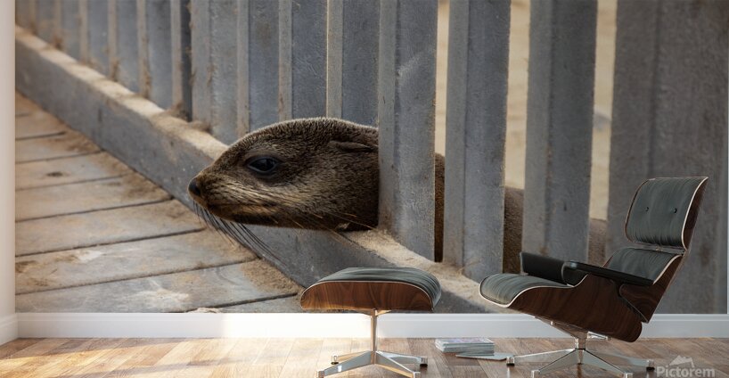 Cape Cross Seal 1 Wall Murals