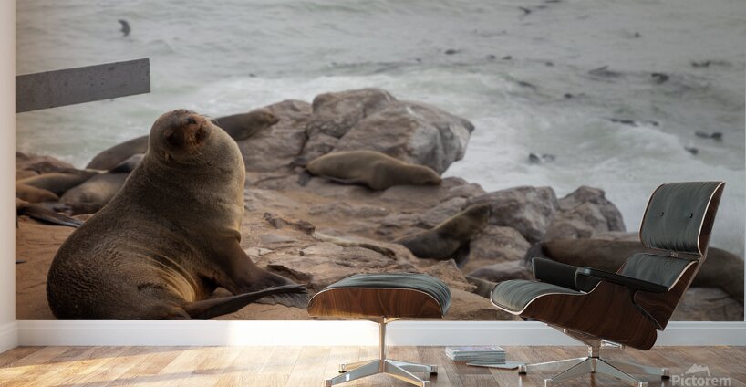 Cape Cross Seal 2 Wall Murals