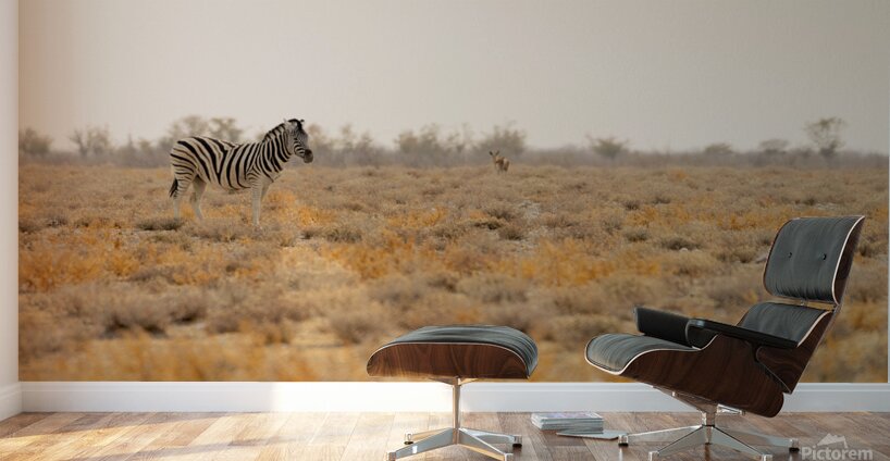 Zebra 1 Wall Murals