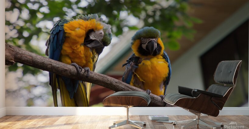 Macaws 1 Wall Murals