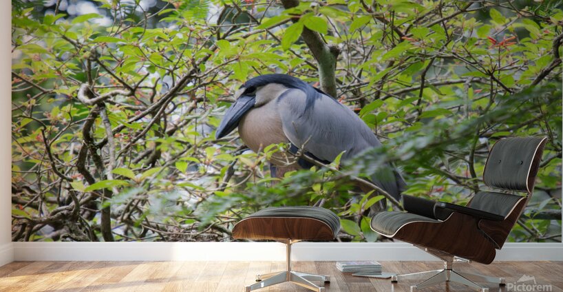 Boat-Billed Heron 1 Wall Murals