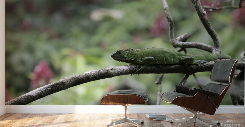 Green Iguana 1 Wall Murals