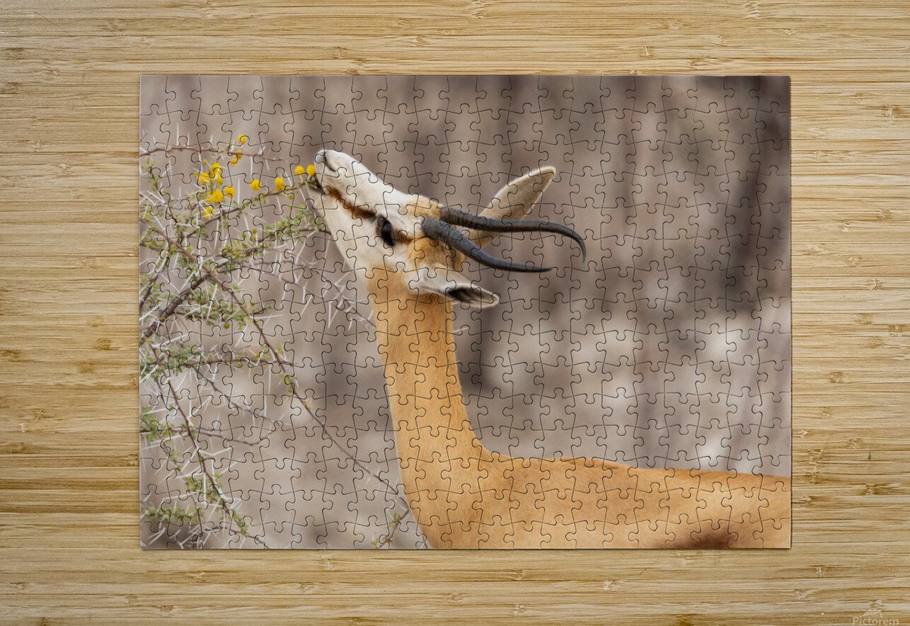 Springbok 1 Nick McRae Puzzle printing