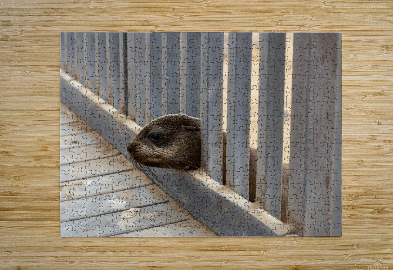 Cape Cross Seal 1 Nick McRae Puzzle printing