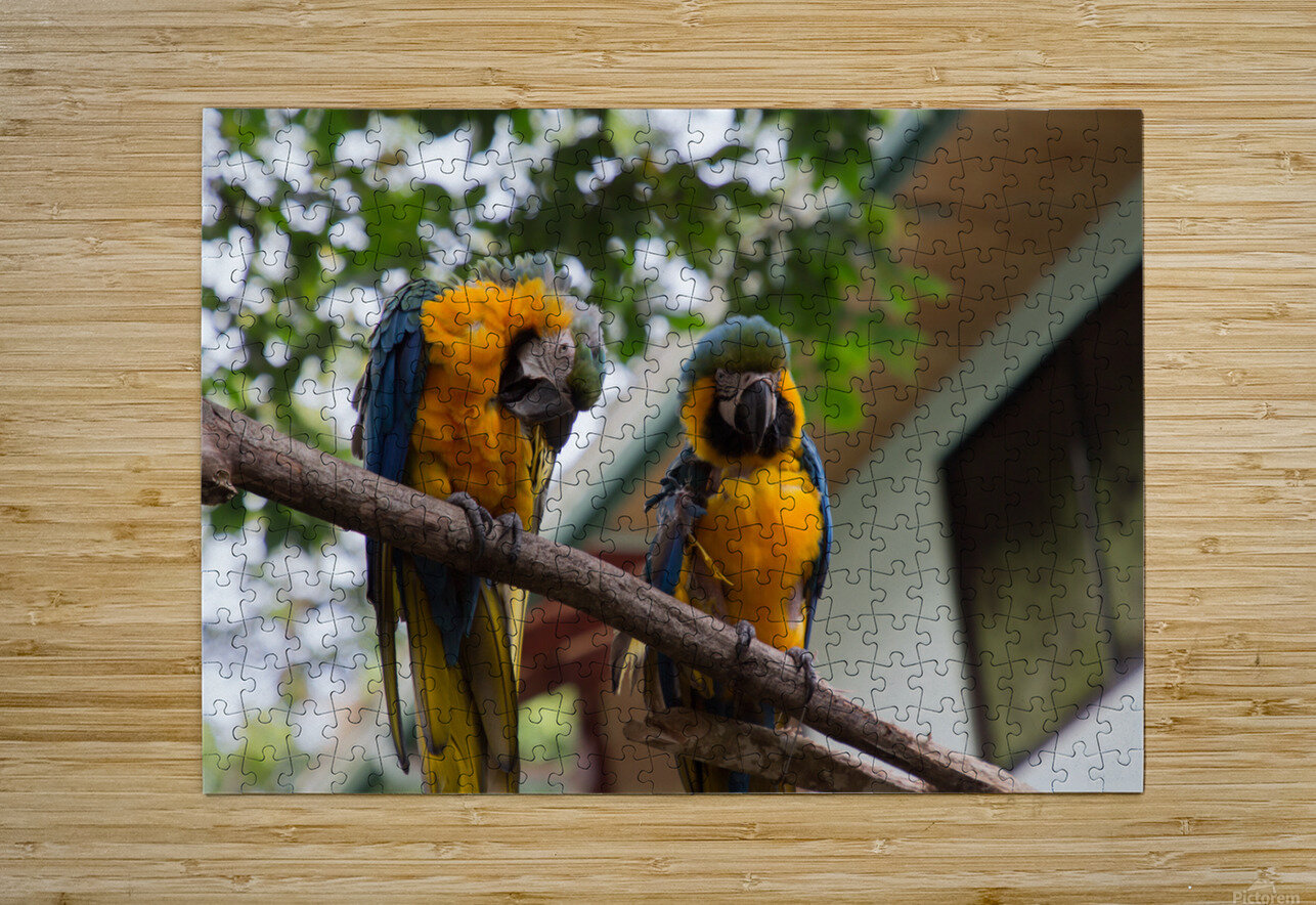 Macaws 1 Nick McRae Puzzle printing