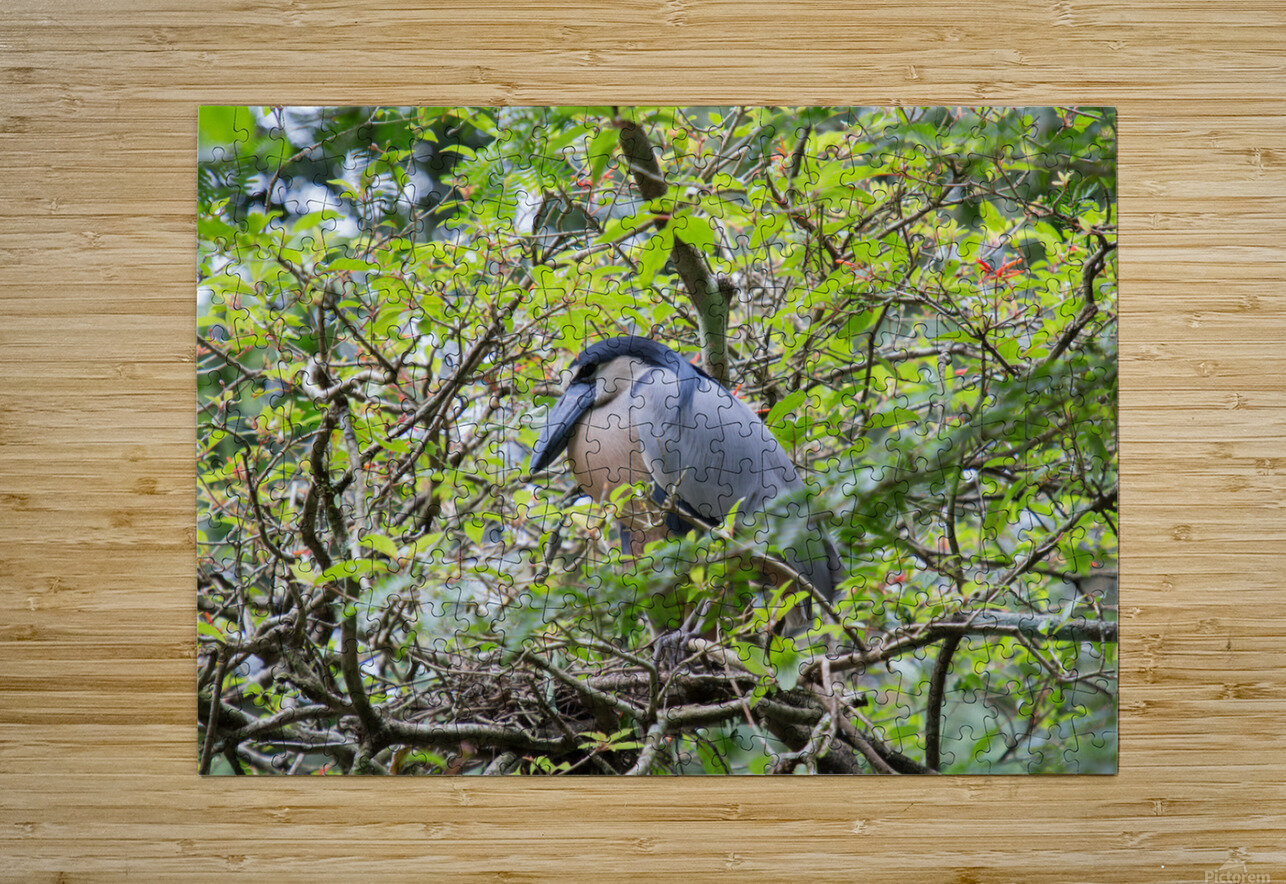 Boat-Billed Heron 1 Nick McRae Puzzle printing