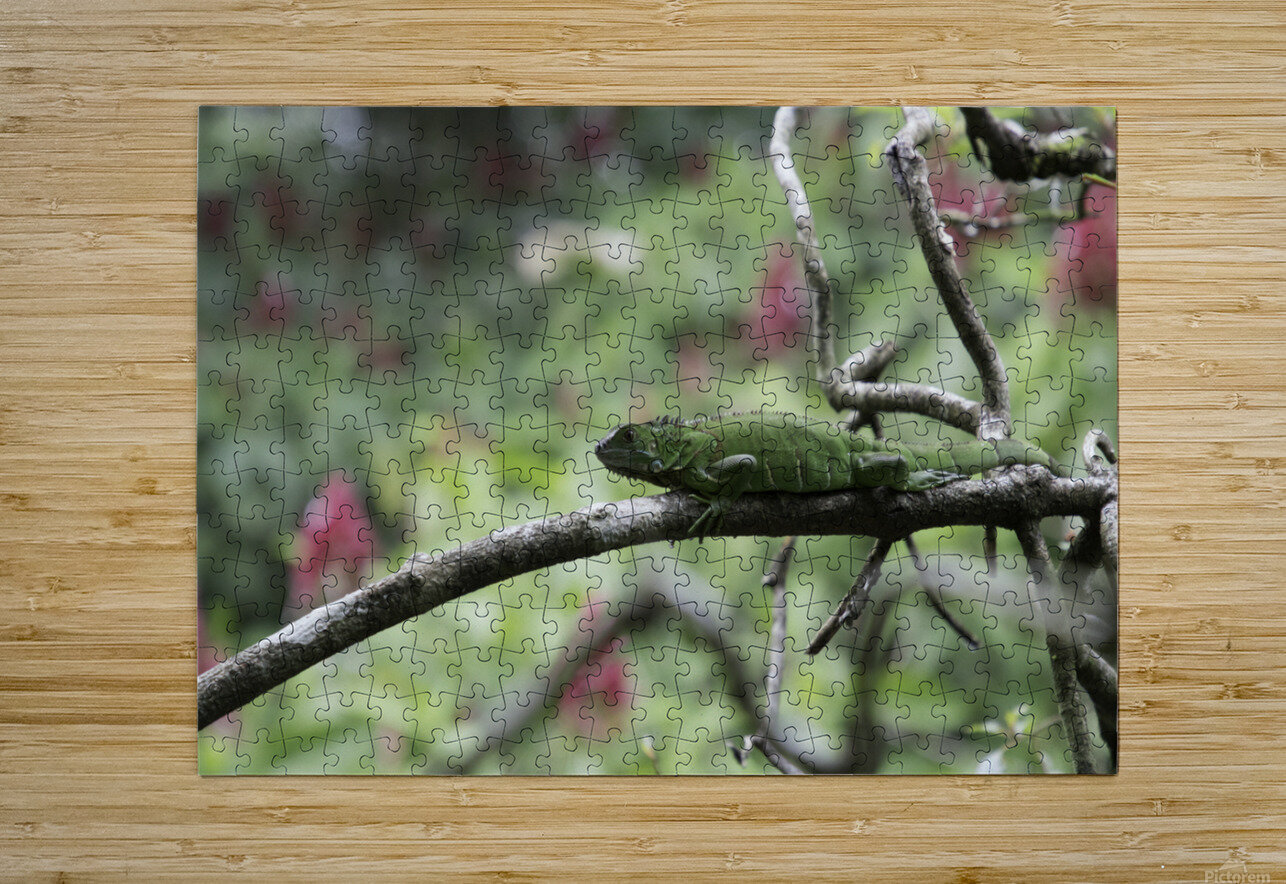 Green Iguana 1 Nick McRae Puzzle printing