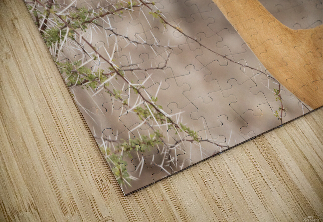 Springbok 1 Nick McRae Puzzle