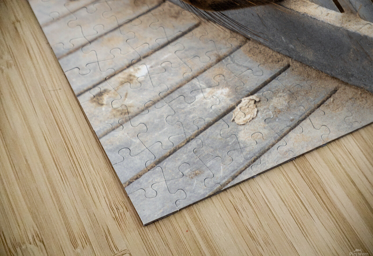 Cape Cross Seal 1 Nick McRae Puzzle